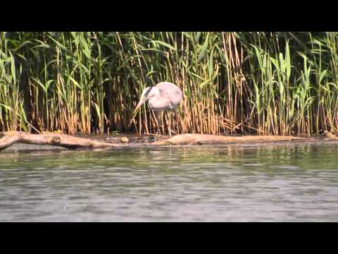 Load and play video in Gallery viewer, Leica Ultravid HD-Plus 10x50 Binocular