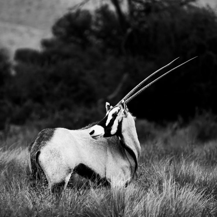 AKRA Oryx Series